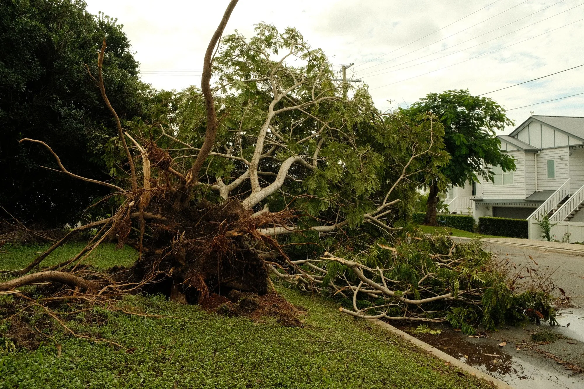 A large tree brought down beside a house after a storm